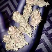 Trippy 2nd DWC Experience (FB LSD-25)