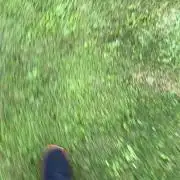 Guerilla Duck