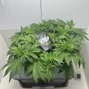 Trippy 2nd DWC Experience (FB LSD-25)