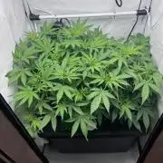 Fools Garden