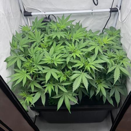 Fools Garden