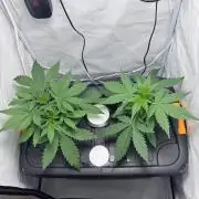 Fools Garden