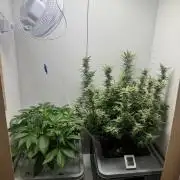 Diy DWC FB Mexican Airlines | first try