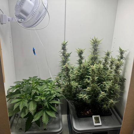 Diy DWC FB Mexican Airlines | first try