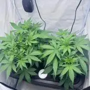 Fools Garden