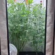Fools Garden