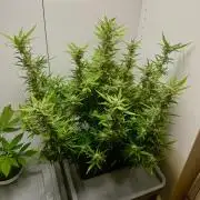 Diy DWC FB Mexican Airlines | first try