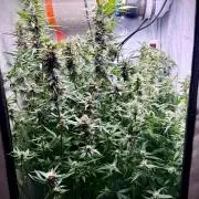 Fools Garden
