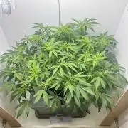 Trippy 2nd DWC Experience (FB LSD-25)