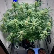 Trippy 2nd DWC Experience (FB LSD-25)