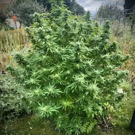 GOAT Greatest OutdoorPlant of All Time?