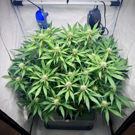 Trippy 2nd DWC Experience (FB LSD-25)