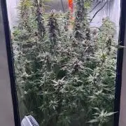 Fools Garden
