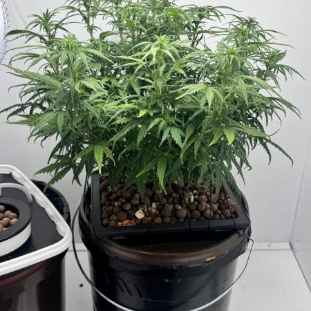 Diy DWC FB Mexican Airlines | first try