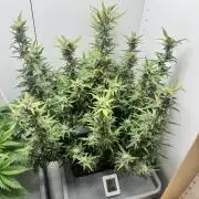 Diy DWC FB Mexican Airlines | first try