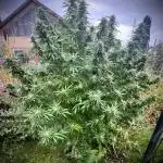 GOAT Greatest OutdoorPlant of All Time?