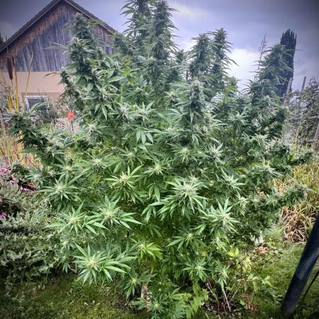 GOAT Greatest OutdoorPlant of All Time?