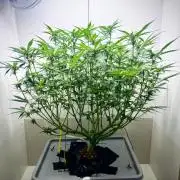 Trippy 2nd DWC Experience (FB LSD-25)