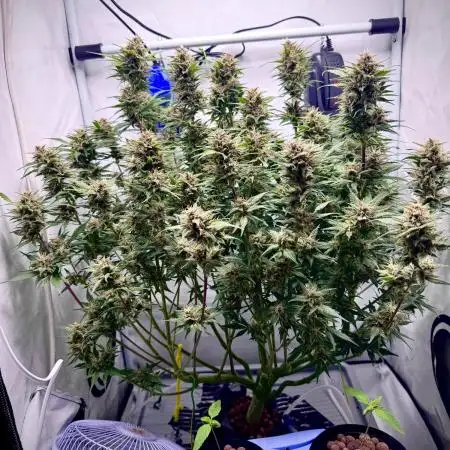 Trippy 2nd DWC Experience (FB LSD-25)