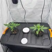 Fools Garden