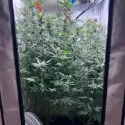 Fools Garden