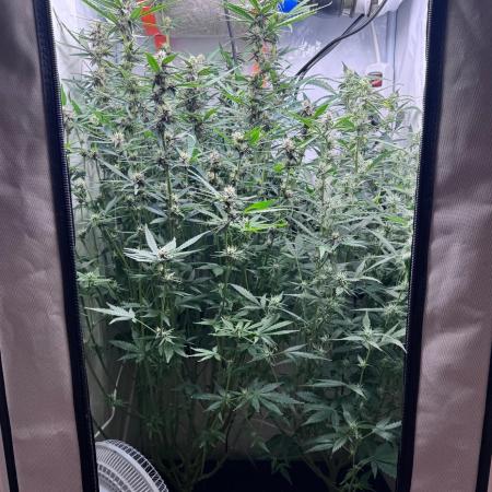 Fools Garden