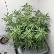 Diy DWC FB Mexican Airlines | first try