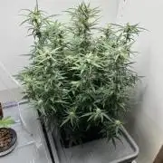 Diy DWC FB Mexican Airlines | first try