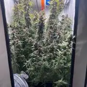 Fools Garden