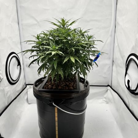 Diy DWC FB Mexican Airlines | first try