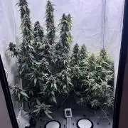 Mexican METH 🇲🇽