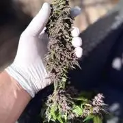 Mexican METH 🇲🇽