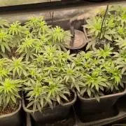 3x Seedsman - Blood Moon Gelato