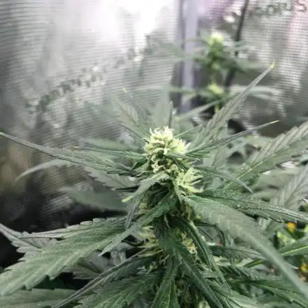 First livingsoil grow &1st in 10yr+