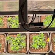 x4 Ethos Rare Capjunkie x Endgame #3