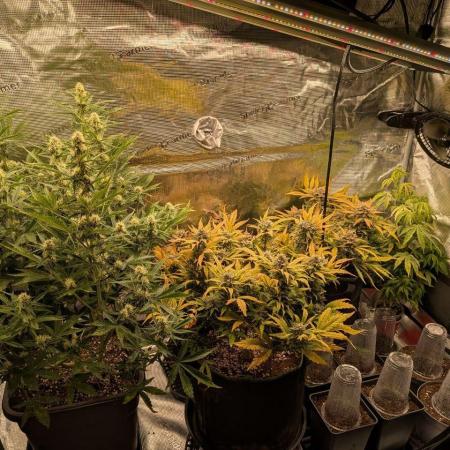 Dibbers 3x Sour Crinkle