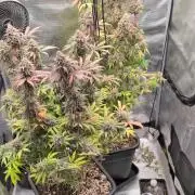 Dibbers Bubba Cheesecake