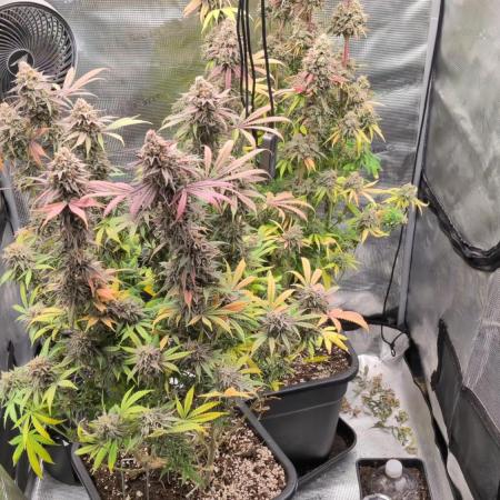 Dibbers Bubba Cheesecake