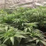 Stunted Gorilla Cookies autoflower