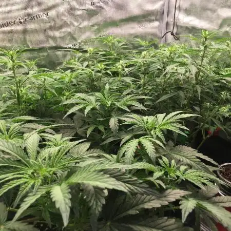 Stunted Gorilla Cookies autoflower