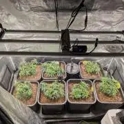 3x Seedsman - Blood Moon Gelato