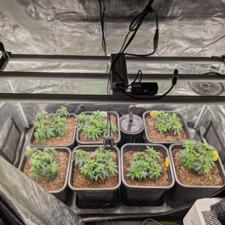 3x Seedsman - Blood Moon Gelato