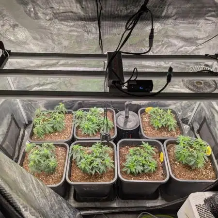 3x Seedsman - Blood Moon Gelato