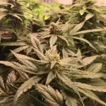 First livingsoil grow &1st in 10yr+