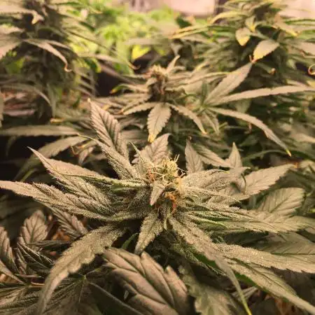 First livingsoil grow &1st in 10yr+