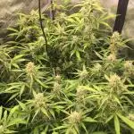 Stunted Gorilla Cookies autoflower
