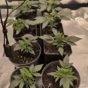 Dibbers Psychoberry Cheese F2 x3