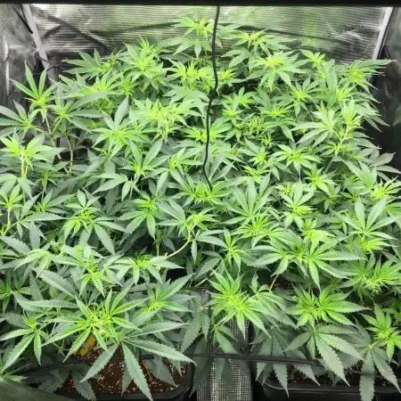 Dr organics Psychoberry Cheese F2
