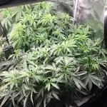 Dibbers Bubba Cheesecake