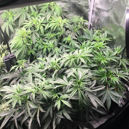 Dibbers Bubba Cheesecake